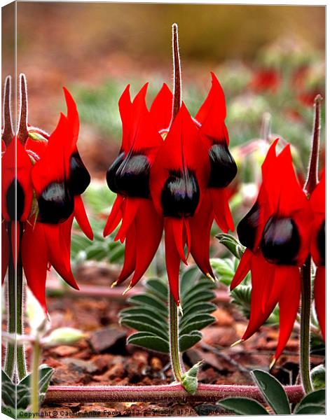 Sturt's Desert Pea, Outback South Australia Canvas Print by Carole-Anne Fooks