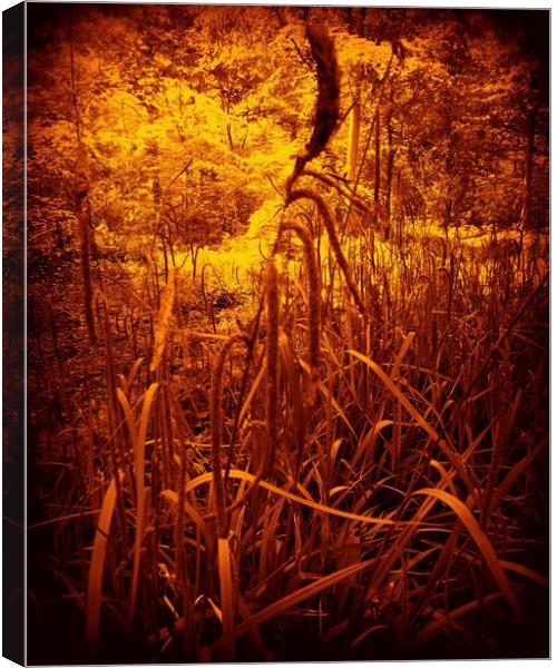 Glowing Rushes. Canvas Print by Heather Goodwin