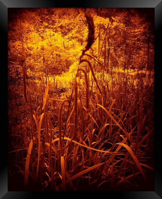 Glowing Rushes. Framed Print by Heather Goodwin