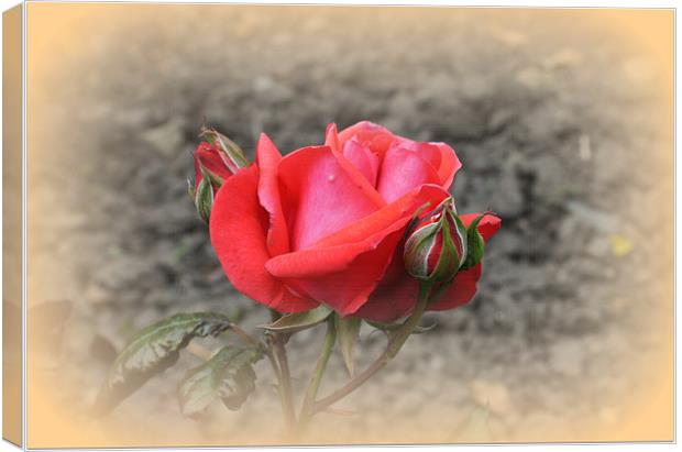 Red Rose with Two Buds Canvas Print by Jacqui Kilcoyne