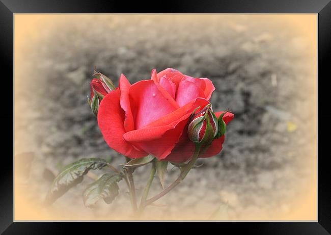 Red Rose with Two Buds Framed Print by Jacqui Kilcoyne