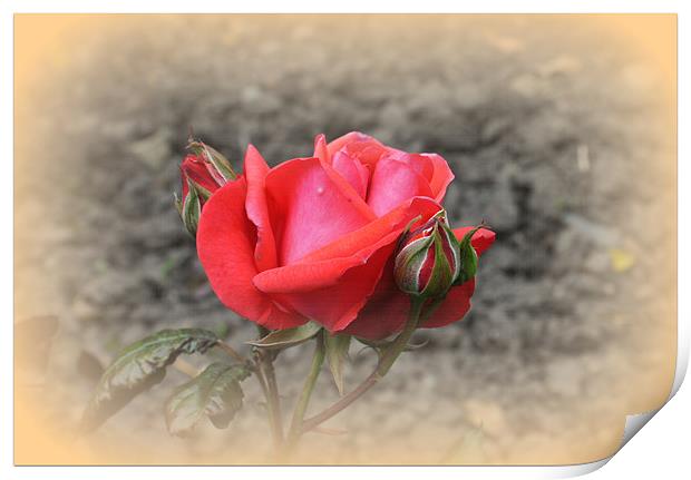 Red Rose with Two Buds Print by Jacqui Kilcoyne