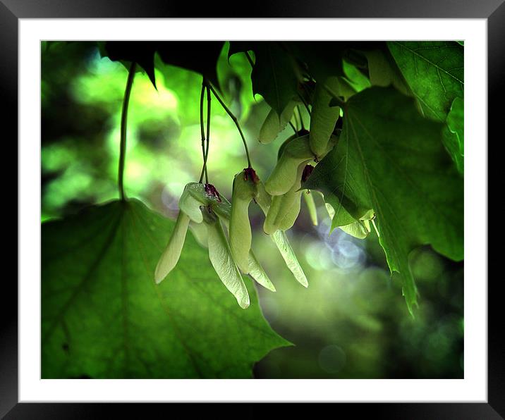 Sycamore seeds in afternoon light Framed Mounted Print by David Worthington