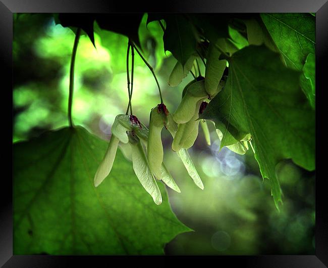 Sycamore seeds in afternoon light Framed Print by David Worthington