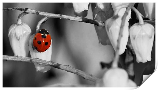 Ladybird selective colour Print by Gary Pearson