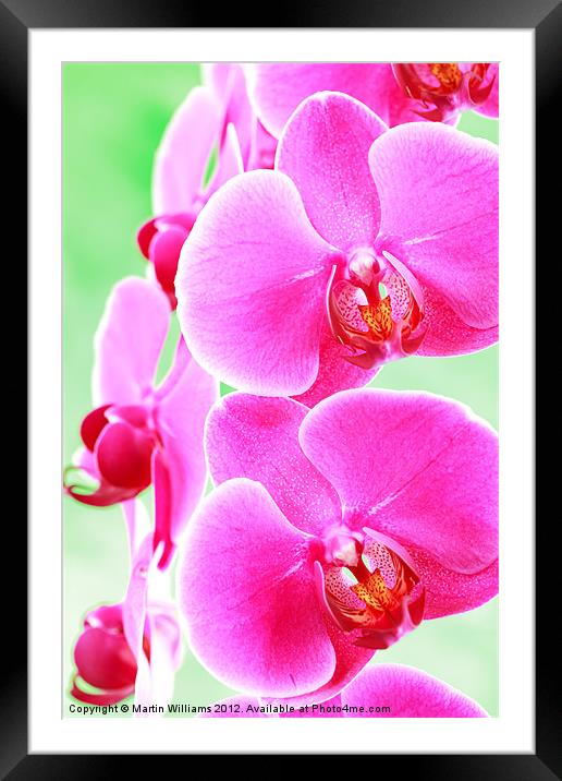 Moth Orchid Framed Mounted Print by Martin Williams