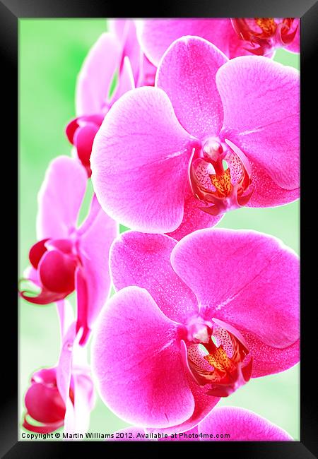 Moth Orchid Framed Print by Martin Williams