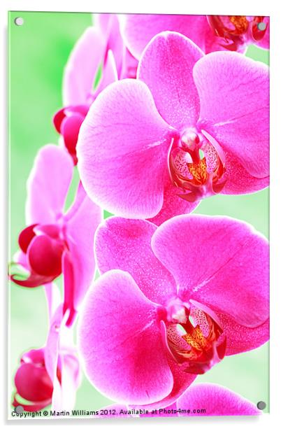 Moth Orchid Acrylic by Martin Williams