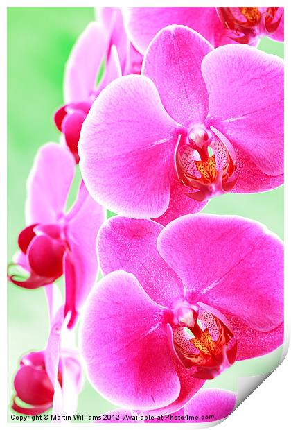 Moth Orchid Print by Martin Williams