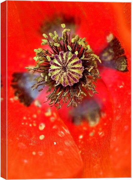 Poppy Cross of Remembrance Canvas Print by Mike Gorton