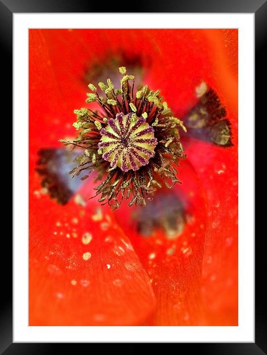 Poppy Cross of Remembrance Framed Mounted Print by Mike Gorton