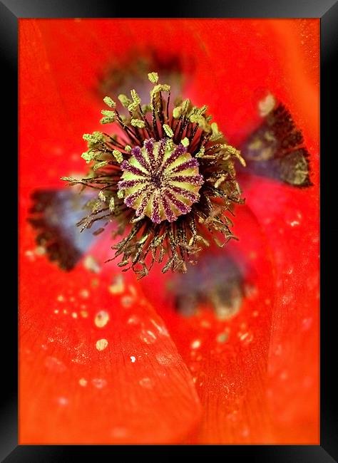 Poppy Cross of Remembrance Framed Print by Mike Gorton