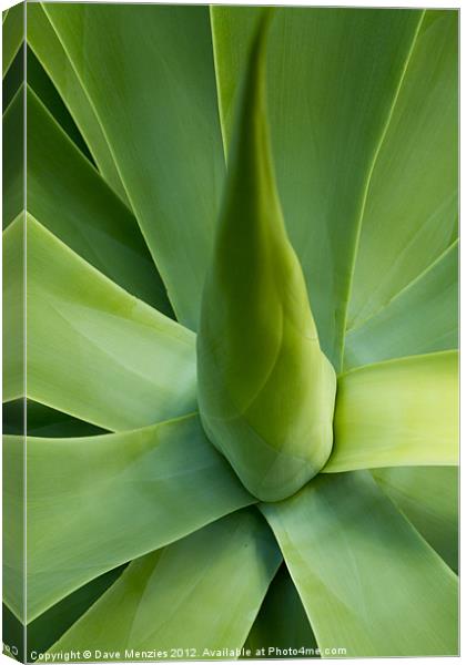 Cactus Canvas Print by Dave Menzies