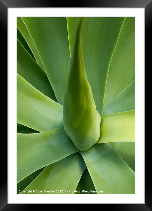 Cactus Framed Mounted Print by Dave Menzies