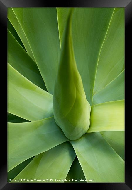 Cactus Framed Print by Dave Menzies
