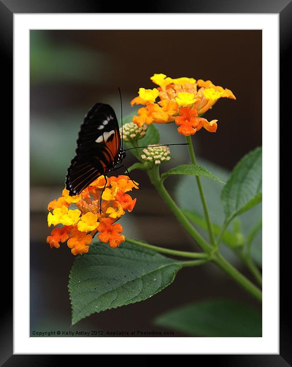 Butterfly on flowers Framed Mounted Print by Kelly Astley