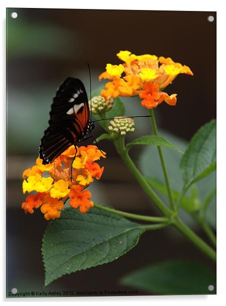 Butterfly on flowers Acrylic by Kelly Astley