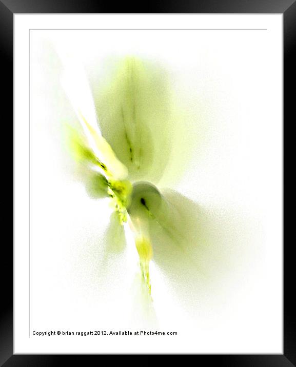 Flower abstract Framed Mounted Print by Brian  Raggatt