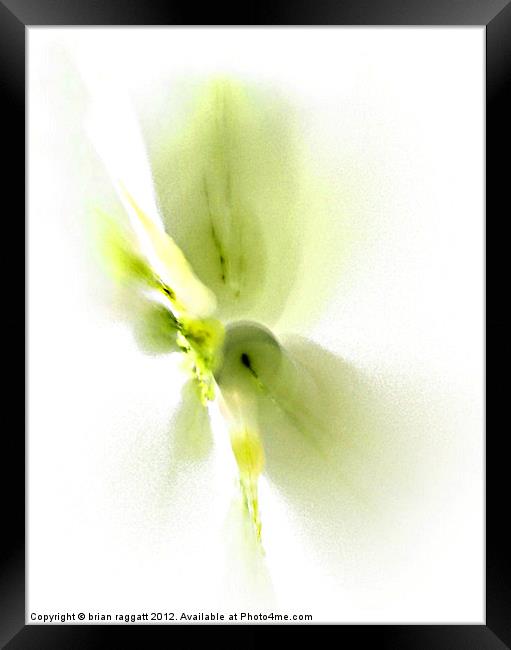 Flower abstract Framed Print by Brian  Raggatt