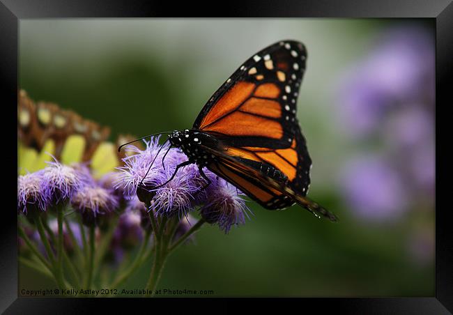 Orange and black butterfly Framed Print by Kelly Astley