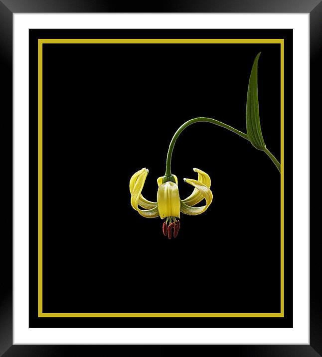 Lily Framed Mounted Print by Debra Kelday