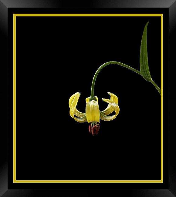 Lily Framed Print by Debra Kelday