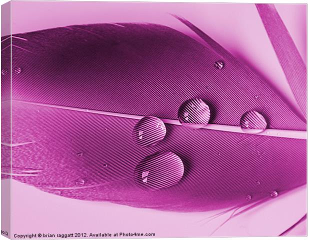Droplets Canvas Print by Brian  Raggatt