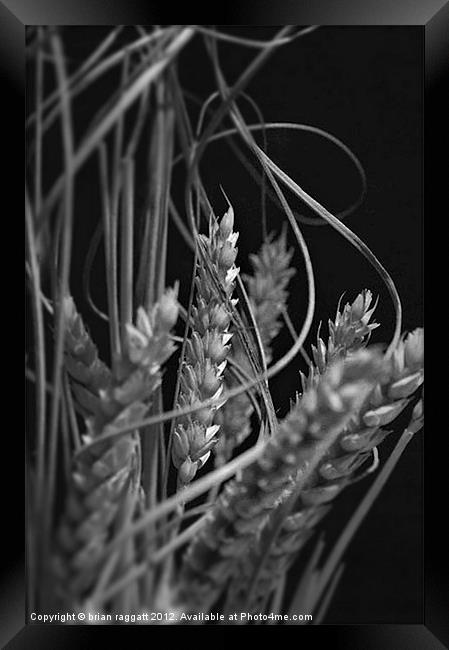 Dried Wheat Heads Framed Print by Brian  Raggatt