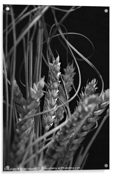 Dried Wheat Heads Acrylic by Brian  Raggatt