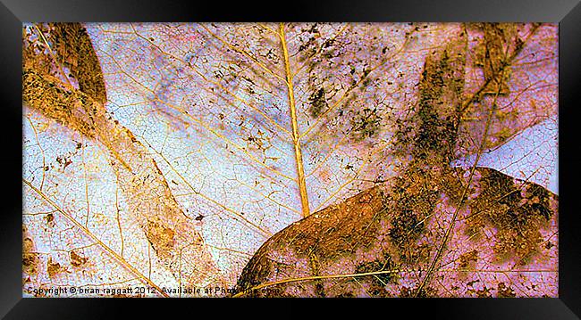 Leaf Skeletons Framed Print by Brian  Raggatt