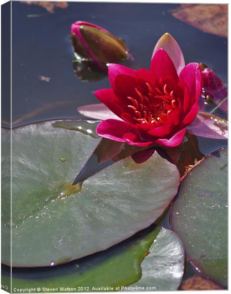 Red Water Lily Canvas Print by Steven Watson