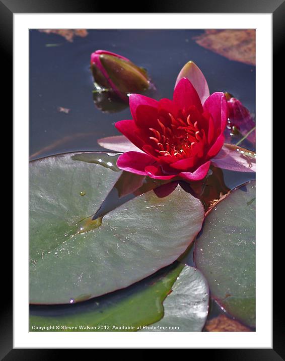 Red Water Lily Framed Mounted Print by Steven Watson