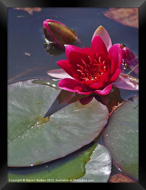 Red Water Lily Framed Print by Steven Watson
