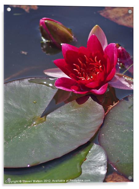 Red Water Lily Acrylic by Steven Watson