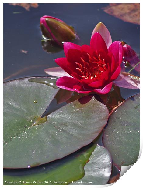 Red Water Lily Print by Steven Watson