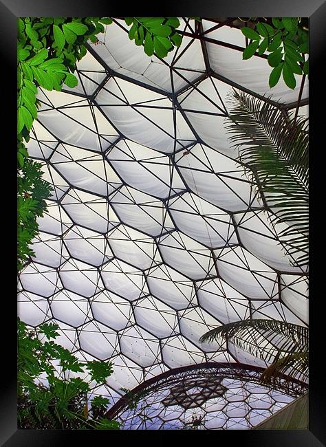 Eden Project Cornwall Framed Print by Mike Gorton