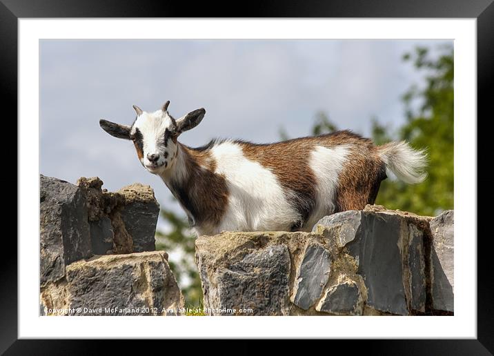The littlest Billy-goat Gruff Framed Mounted Print by David McFarland