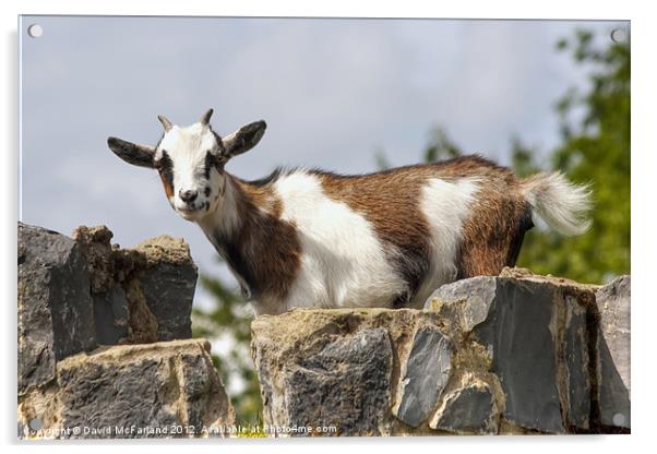The littlest Billy-goat Gruff Acrylic by David McFarland