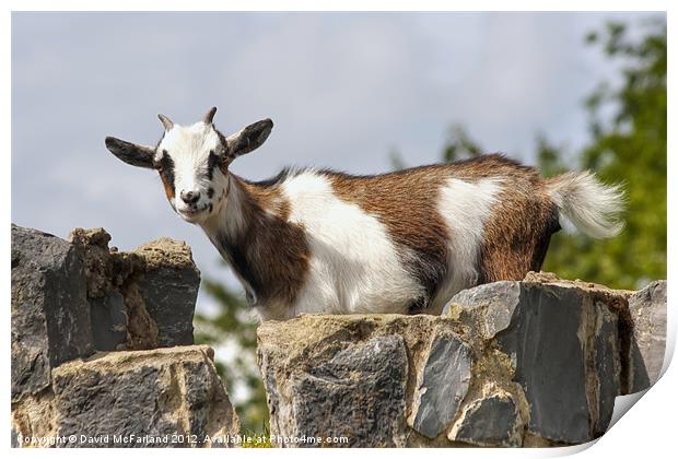 The littlest Billy-goat Gruff Print by David McFarland