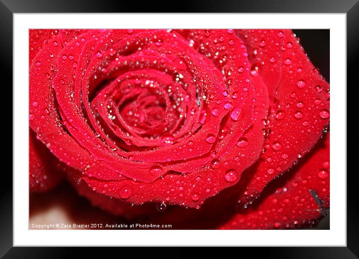 Rose droplets Framed Mounted Print by Zara Brazier