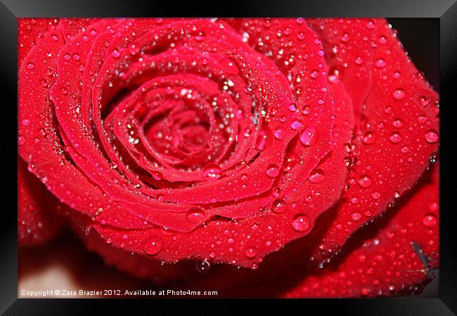 Rose droplets Framed Print by Zara Brazier