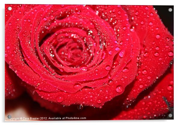 Rose droplets Acrylic by Zara Brazier