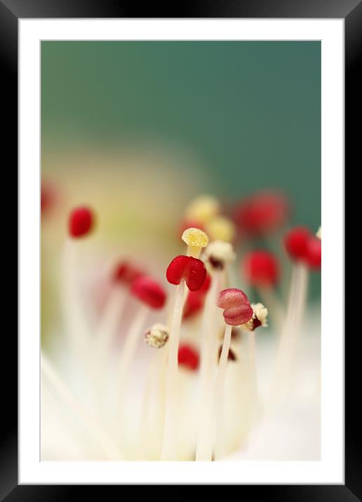 Flower Candy Framed Mounted Print by Sharon Johnstone