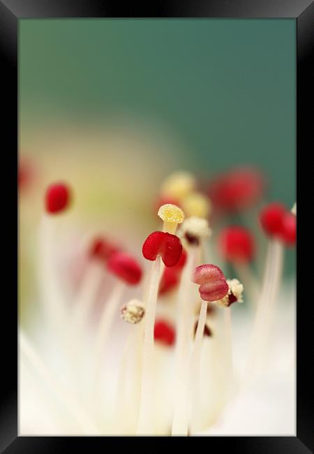 Flower Candy Framed Print by Sharon Johnstone