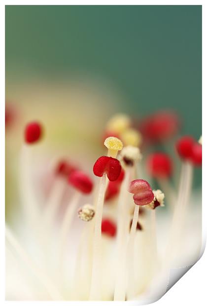 Flower Candy Print by Sharon Johnstone