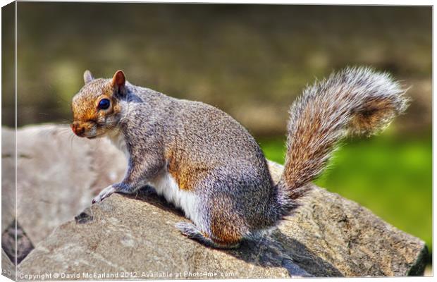 Who pinched my nuts? Canvas Print by David McFarland