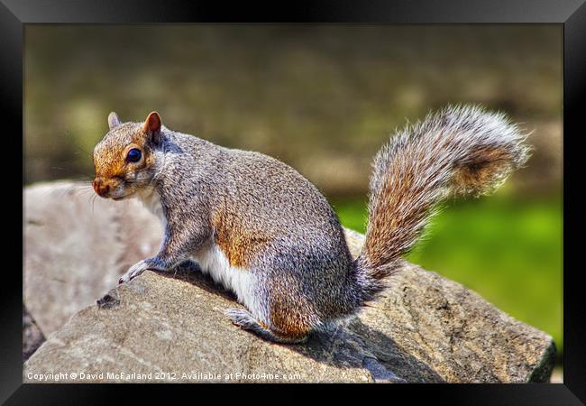 Who pinched my nuts? Framed Print by David McFarland