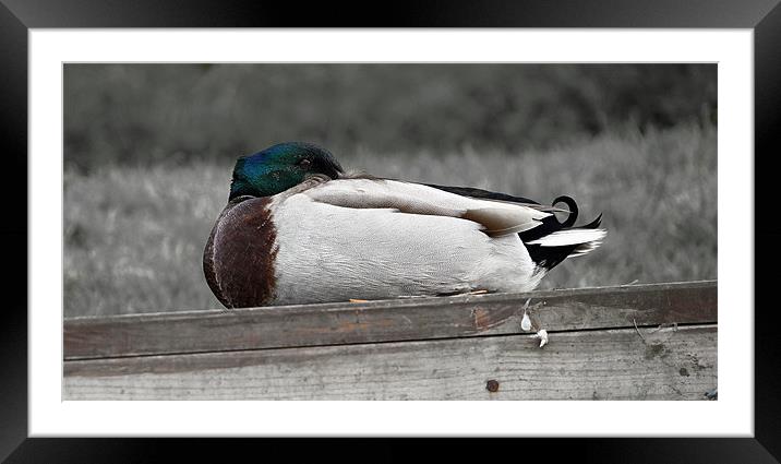 Sitting duck Framed Mounted Print by Gary Pearson