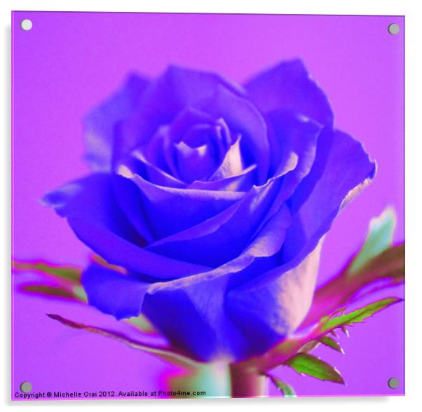 Blue Rose Acrylic by Michelle Orai