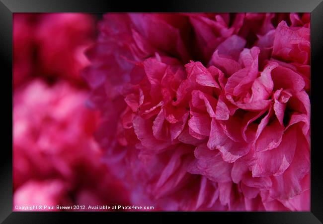 In The Pink. Framed Print by Paul Brewer